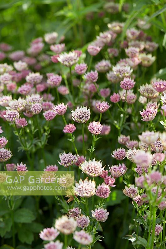 Astrantia major Roma