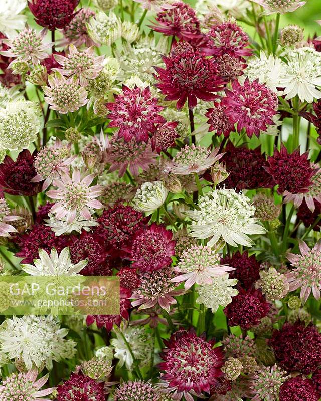 Astrantia mix