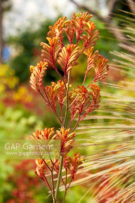 Anigozanthos Bush Volcano