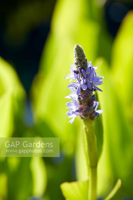 Pontederia cordata