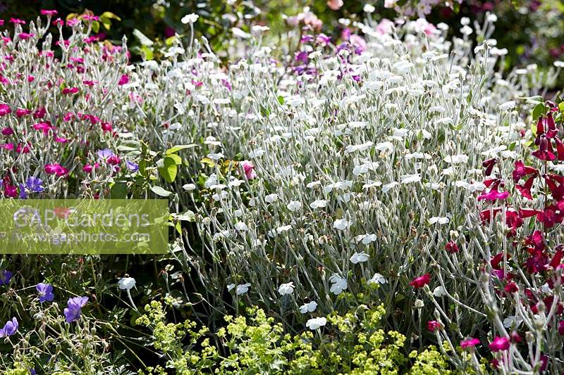 Lychnis coronaria Alba