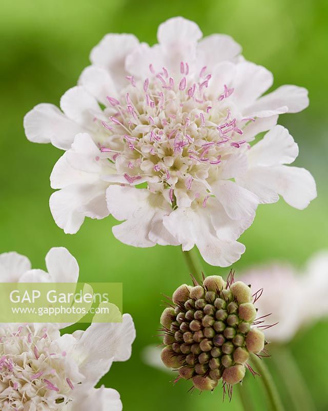 Scabiosa incisa Kudo White