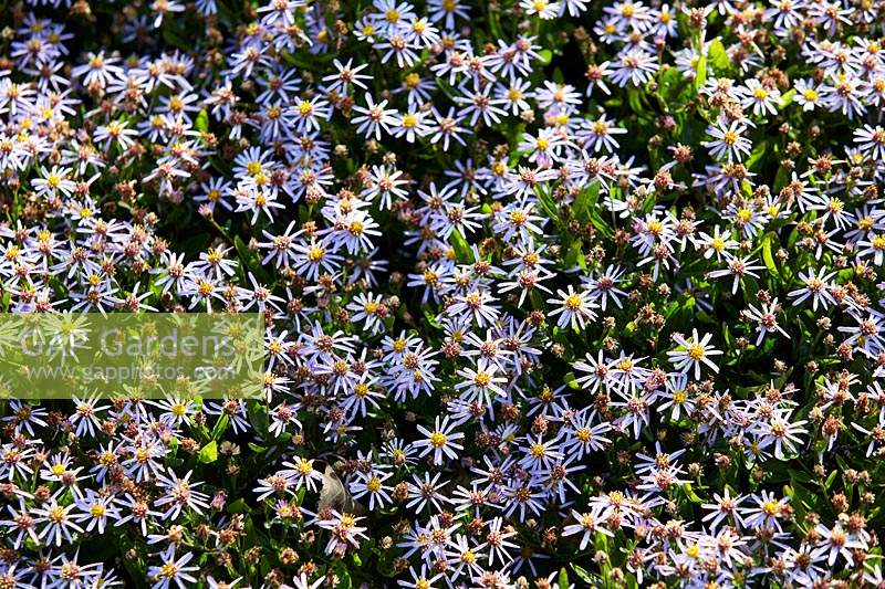Aster ageratoides Tiny Theo