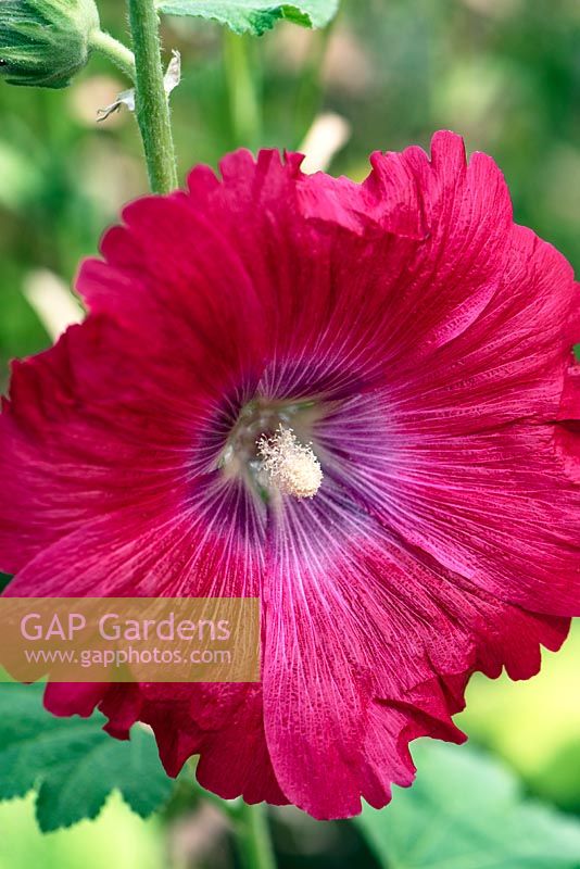 Alcea rosea