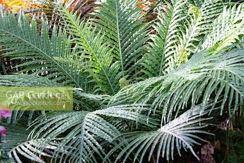 Blechnum gibbum