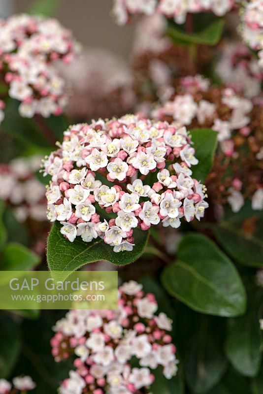 Viburnum tinus Lisarose Shades of Pink