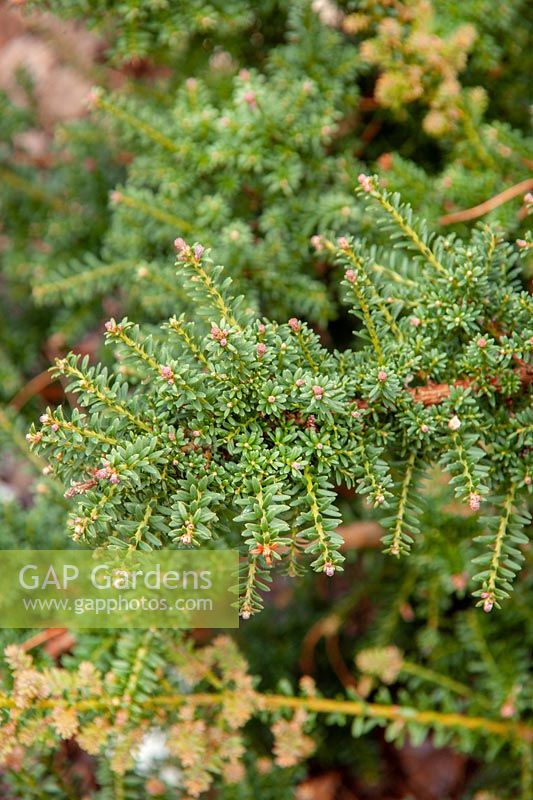 Podocarpus lawrencei