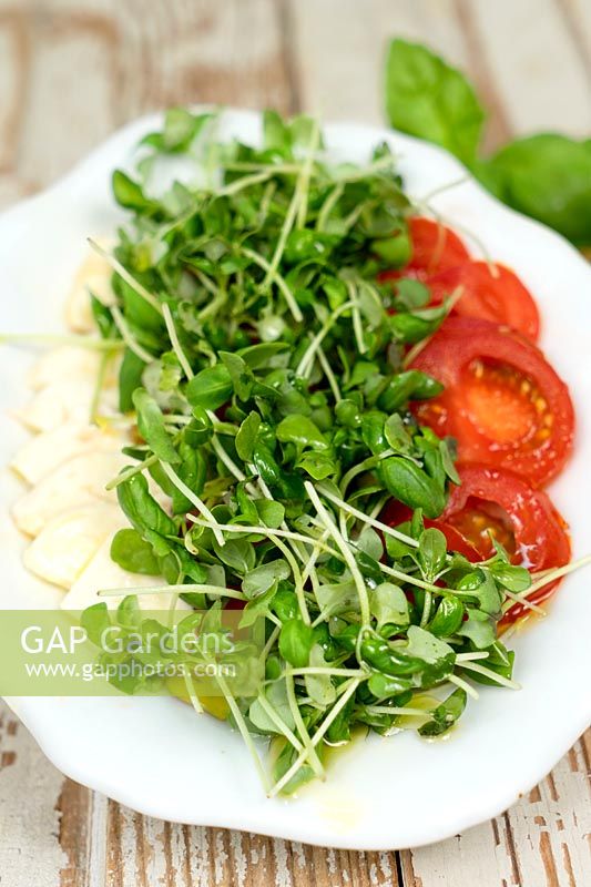 Basil microgreens with mozarella and tomatos