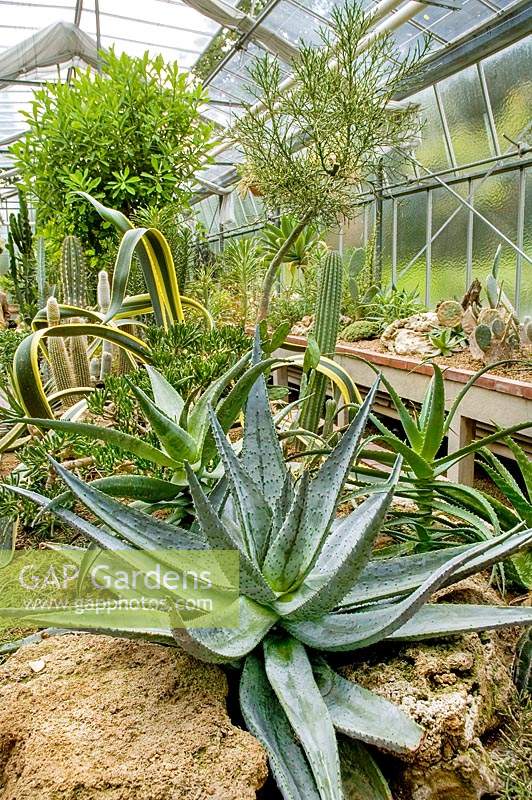 Cacti and succulent mix in the greenhouse