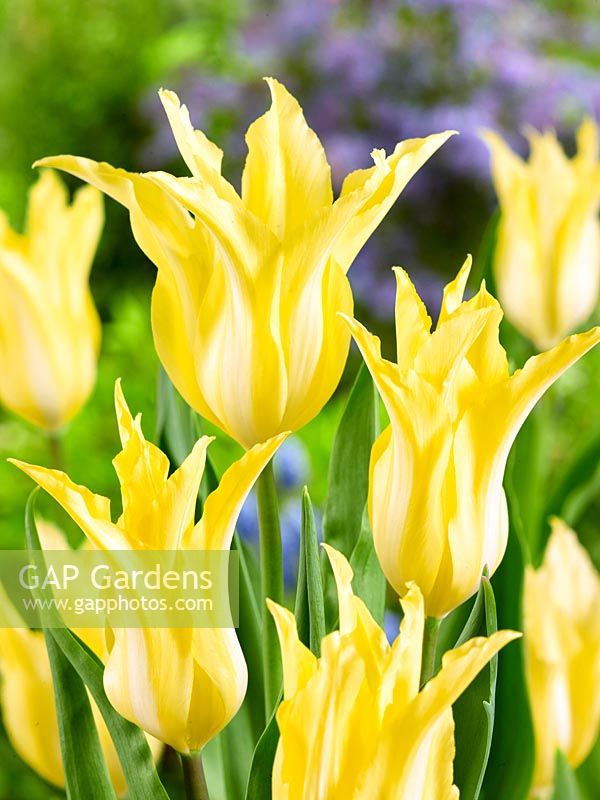 Tulipa Lily Flowered Florijn Chic ®