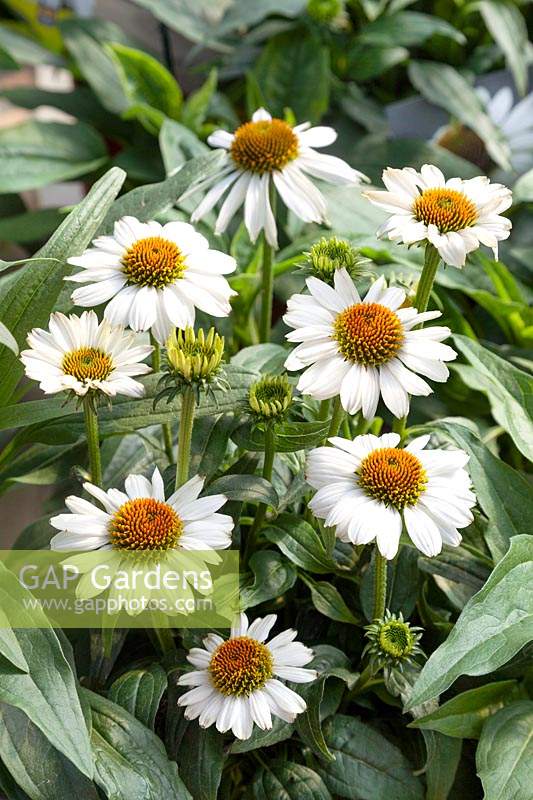 Echinacea Sombrero ® Blanco