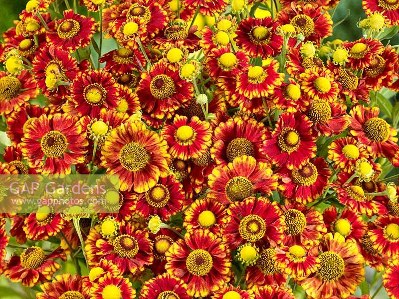 Helenium Can Can