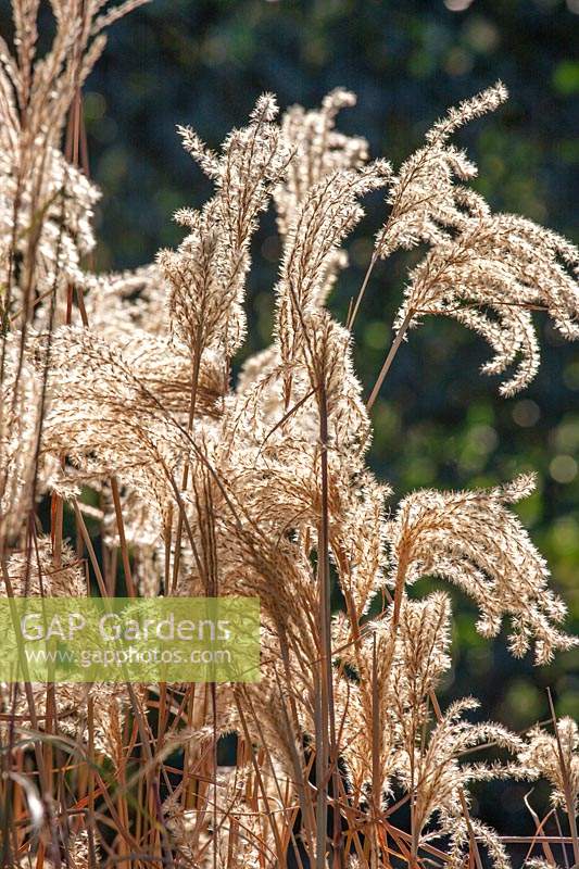 Miscanthus Ferner Osten