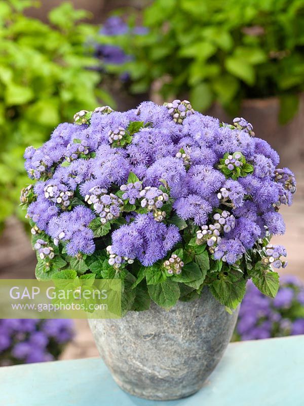 Ageratum Blue Angel F1 Blue Hawaii F1 in pot