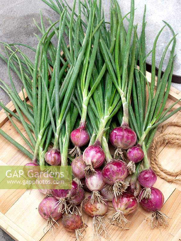 Allium Bosui Purplette