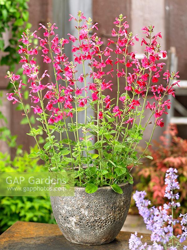 Salvia Penny's Smile in pot