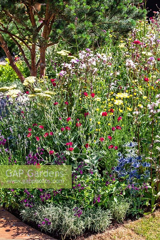 Colorful perennial planting