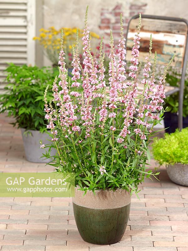 Lythrum JS ® Pink Tails in pot