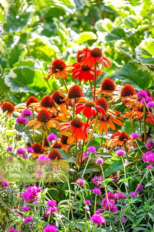 Fall planting with Echinacea