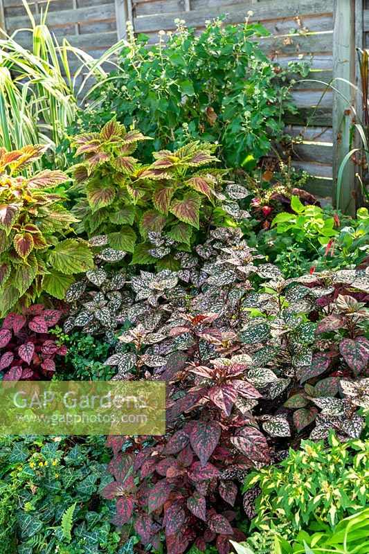 Fall planting with Hypoestes