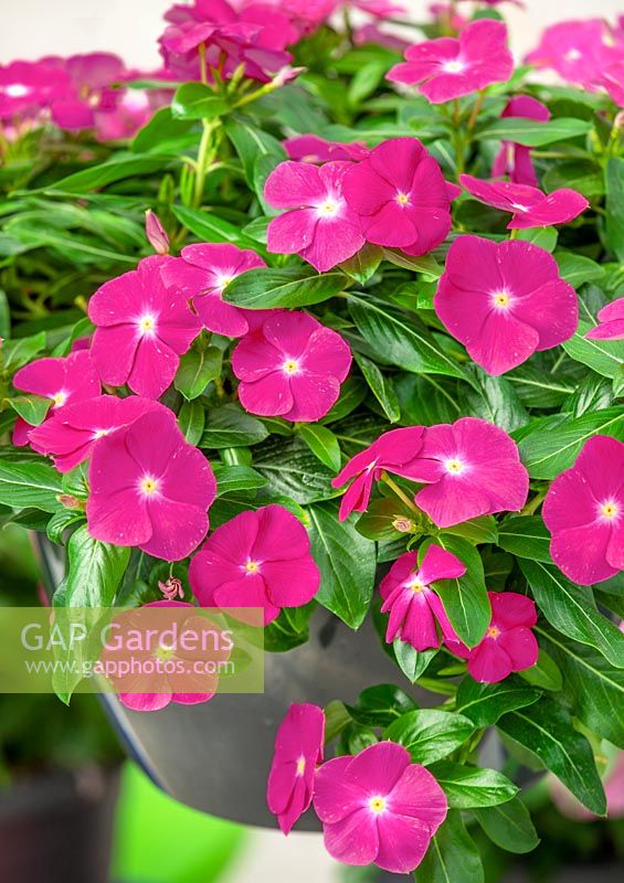 Catharanthus Cora ® Cascade Violet