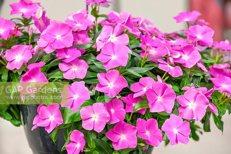 Catharanthus Cora ® Cascade Lavender with Eye