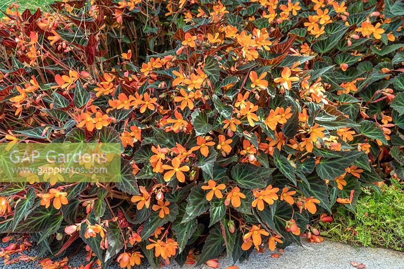 Begonia Glowing Embers ®