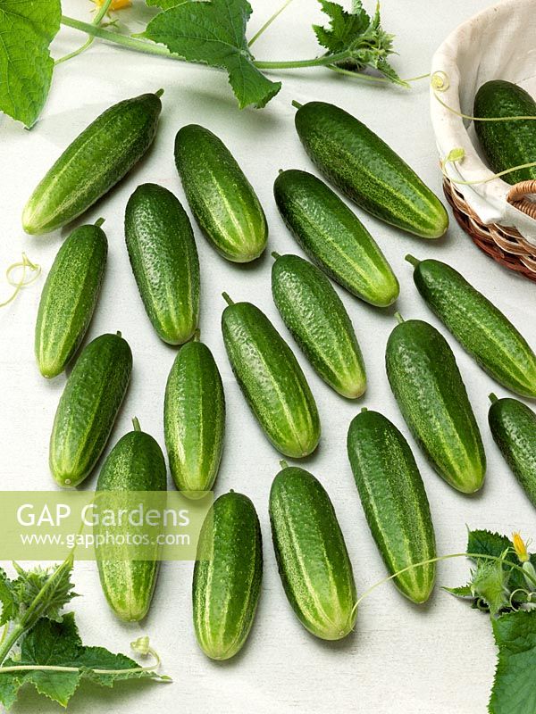 Cucumis sativus Klavdiya-GS Miass