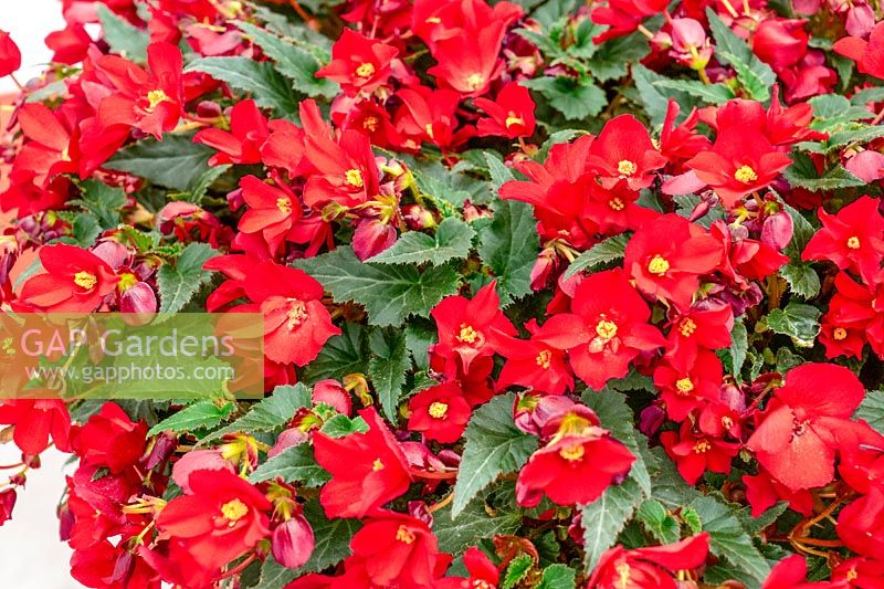 Begonia Shine Bright  ™ Amore Red