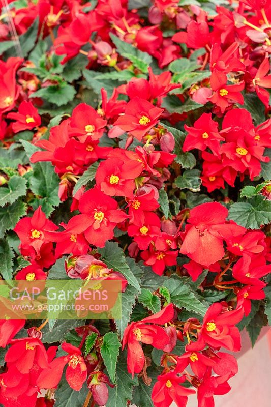 Begonia Shine Bright  ™ Amore Red