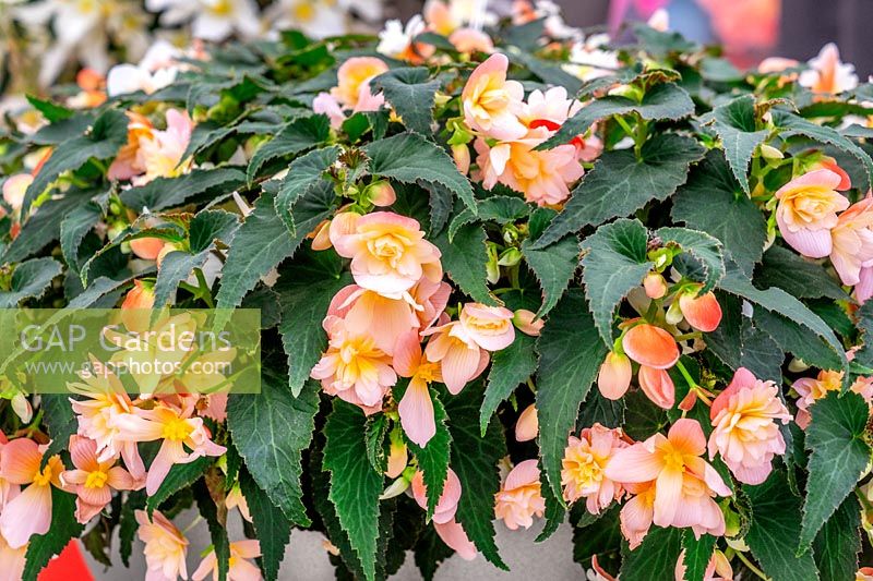 Begonia RiseUp™ Sansibel Peach