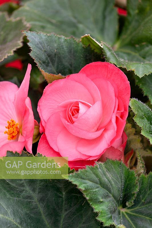 Begonia AmeriHybrid ® Roseform Pink