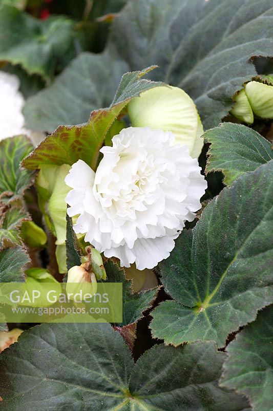 Begonia AmeriHybrid ® Ruffled White