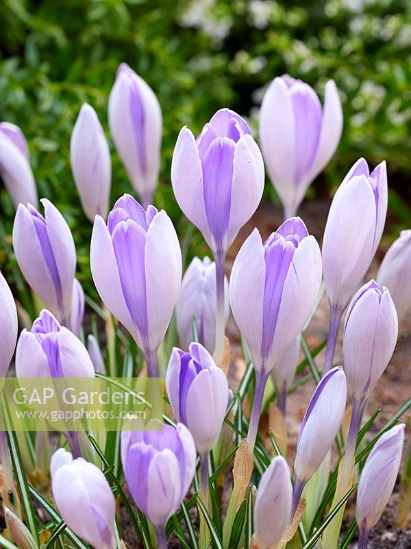 Crocus vernus Vanguard