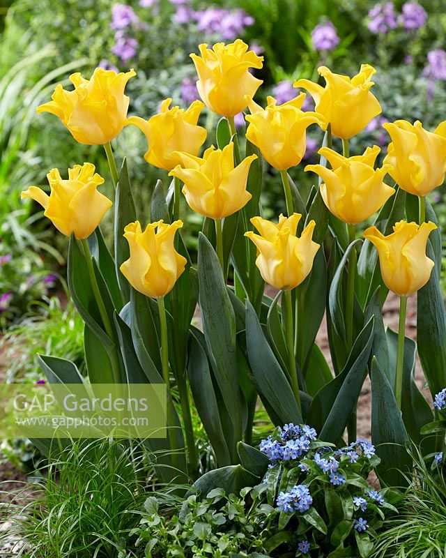 Tulipa King's Crown... stock photo by Visions, Image: 1004289