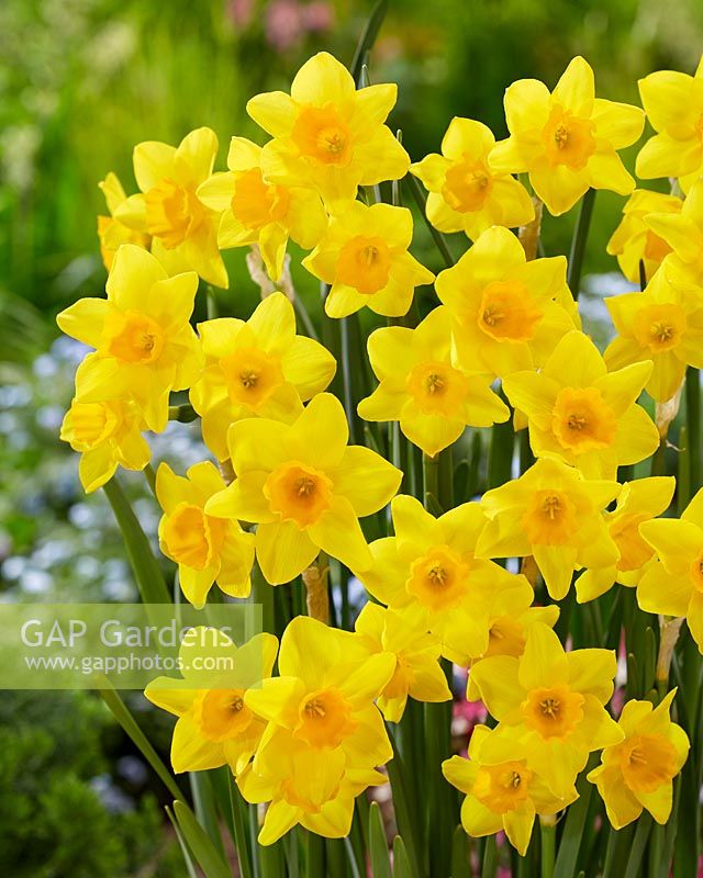 Narcissus Garden Opera