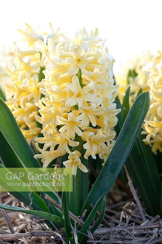 Hyacinthus Yellowstone