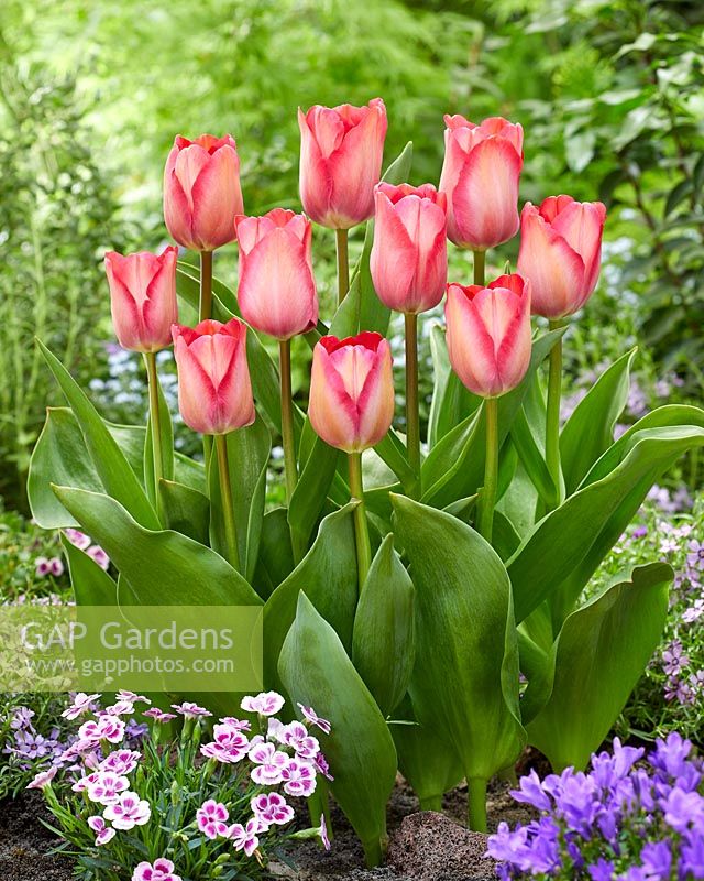 Tulipa Pink Sound