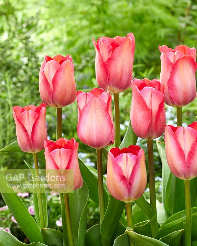 Tulipa Pink Sound