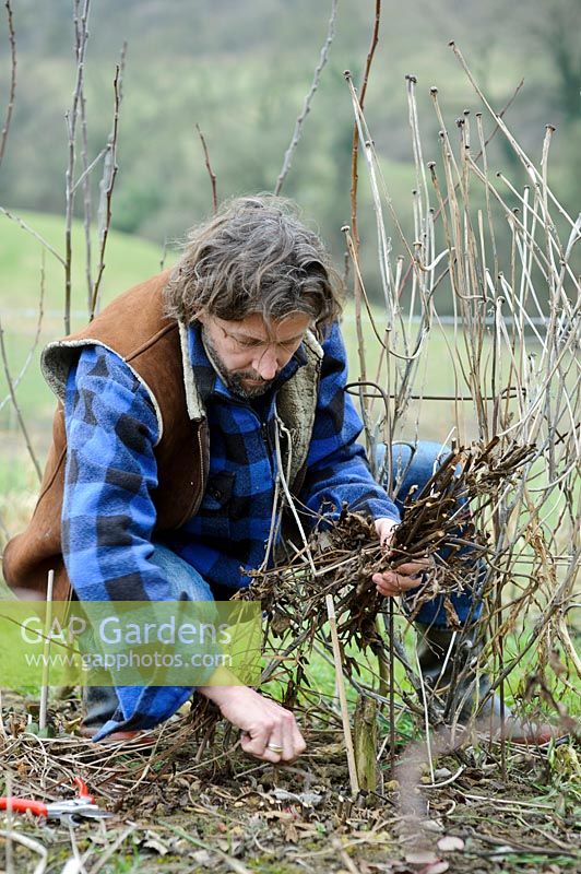 Man cutting back dormant Peonia - peonies and gathering up old stems