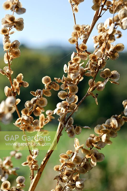 Leave Atriplex - Purple orach seedheads standing, October.