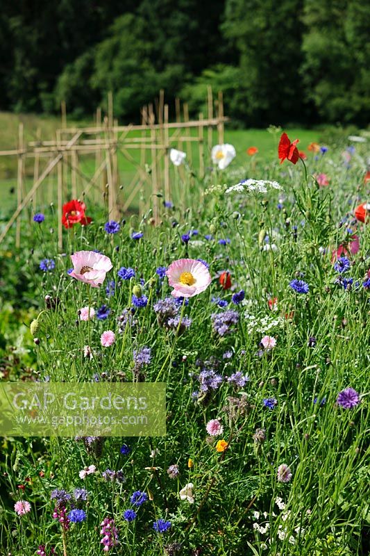 Meadow with Poppies, Cornflower and Purple Tansy, July.