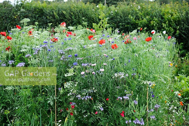 Meadow - Candy Mix with Poppies, Cornflower and Purple Tansy, July.