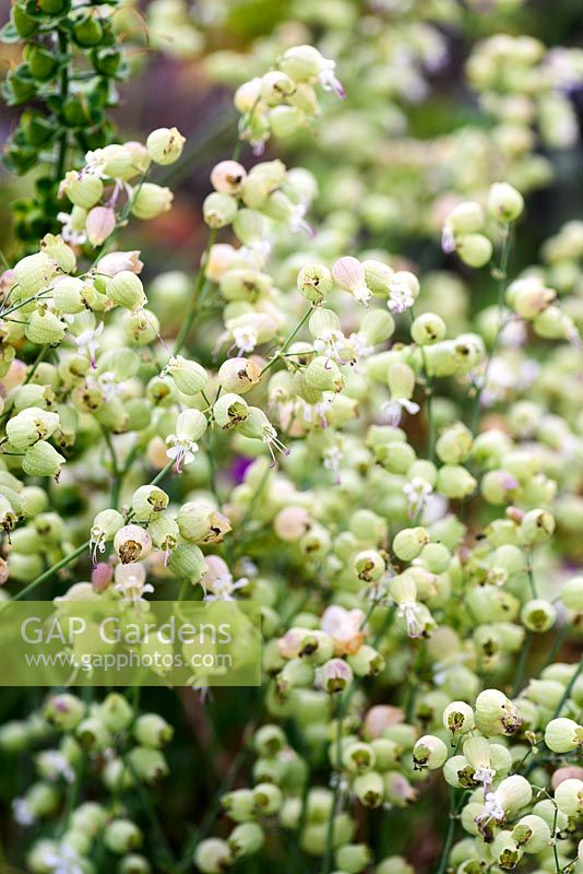 Seed pods of Silene fimbriata in July