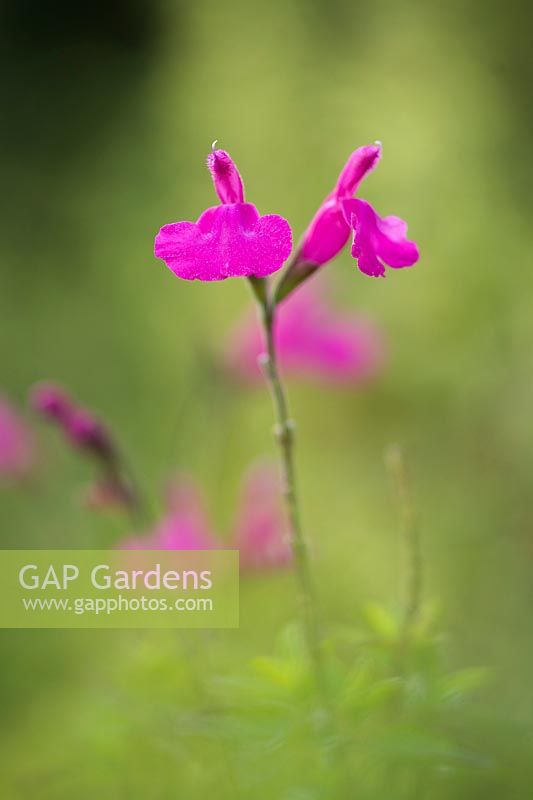 Salvia microphylla 'Trewithen Cerise' - baby sage, September.