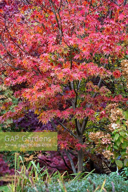 Acer palmatum 'Osakazuki', November