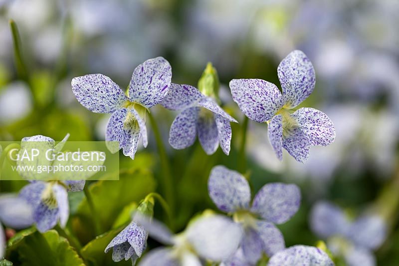 Viola sororia 'Freckles', April 
