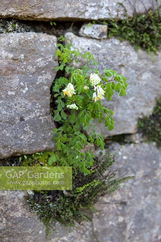 Corydalis ochroleuca growing in dry stone wall, April 