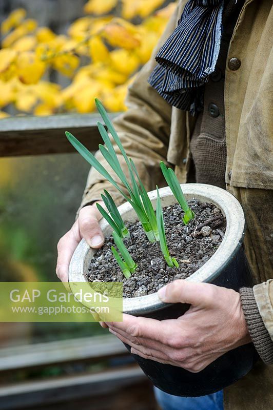 Man holding pot of Narcissus Paperwhite showing early growth of leaves
