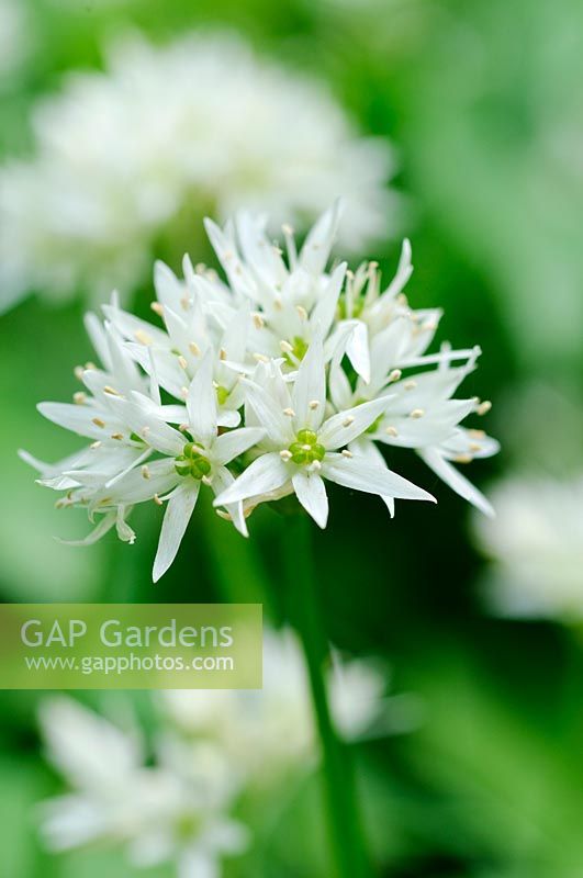 Flowers of Allium ursinum - wild garlic or ramsons